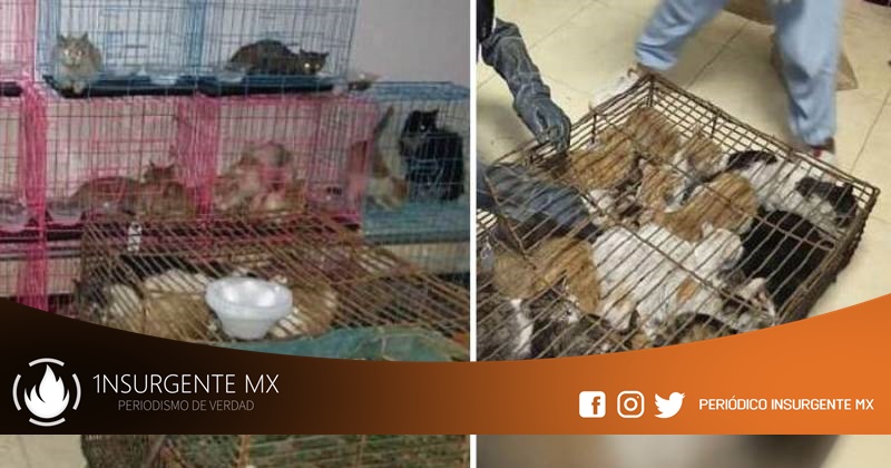 En China salvan a 700 gatos que serían vendidos a restaurantes