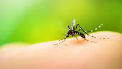 dengue en Puebla