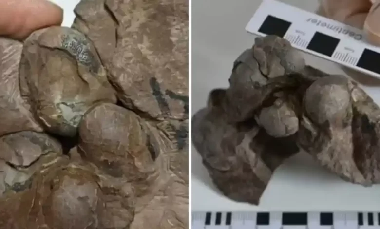 huevos de dinosaurio