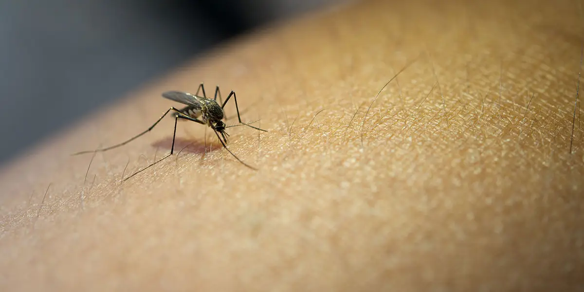 Acumula Puebla 4 mil 206 contagios por dengue en lo que va de 2024