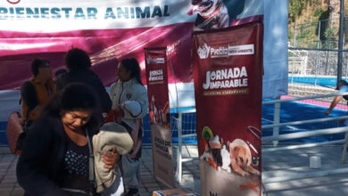 Bienestar Animal
