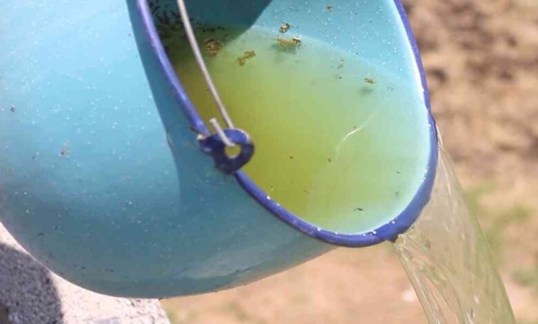 dengue