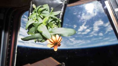 flor zinnia espacio