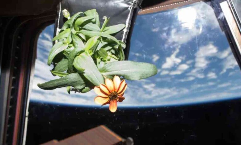 flor zinnia espacio