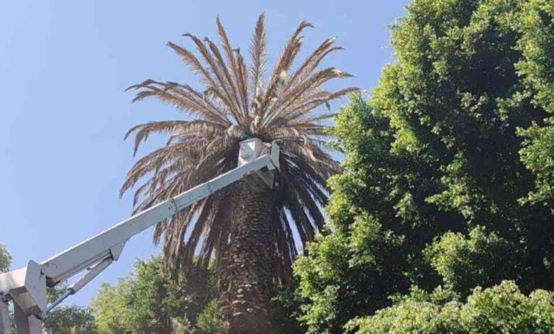 palmeras en el Paseo Bravo