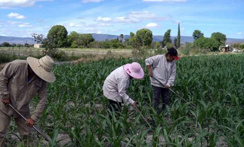 campo poblano