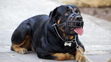 Rotweiller ataca niño puebla nealtican