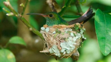 ¡Una Joya en tu Jardín! ¿Qué significa que un colibrí haga su nido en tu casa?