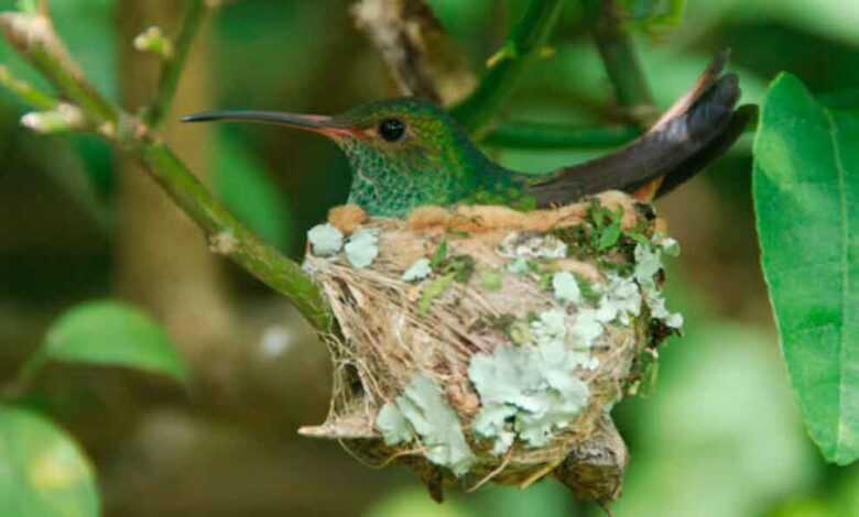 ¡Una Joya en tu Jardín! ¿Qué significa que un colibrí haga su nido en tu casa?