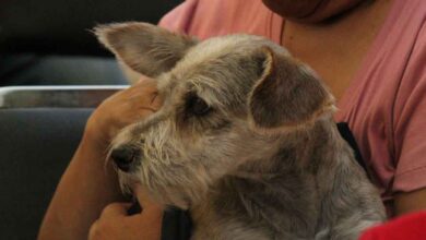 Promueven salud y cuidado animal en jornada organizada por el Gobierno de la Ciudad