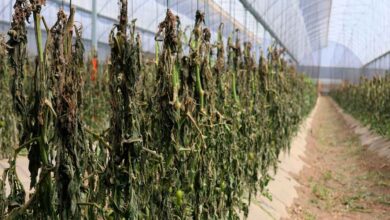 Gobierno de Puebla atiende afectaciones en el sector agropecuario