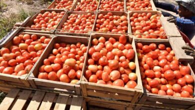 Arancel de EU al jitomate mexicano impactará severamente a productores poblanos