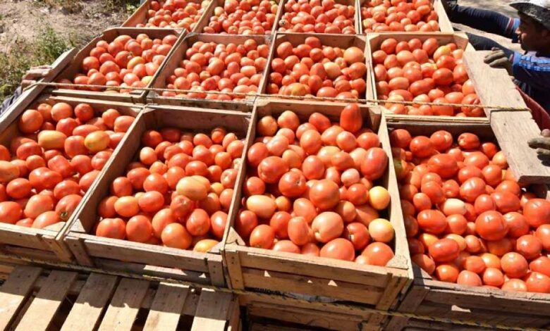 Arancel de EU al jitomate mexicano impactará severamente a productores poblanos