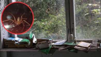 Alerta en Puebla, aumentan picaduras de araña violinista