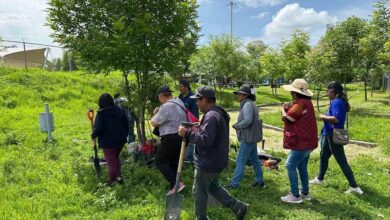 Gobierno de la Ciudad reforestación