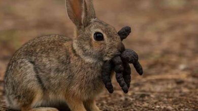 Papiloma de conejo: el virus detrás de los extraños crecimientos en animales de Colorado