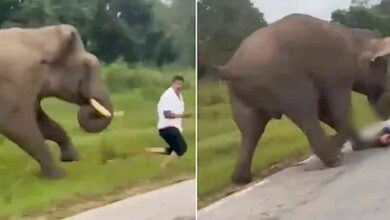 Tragedia en Safari turista sobrevive de milagro tras ser atacado por elefante en la India