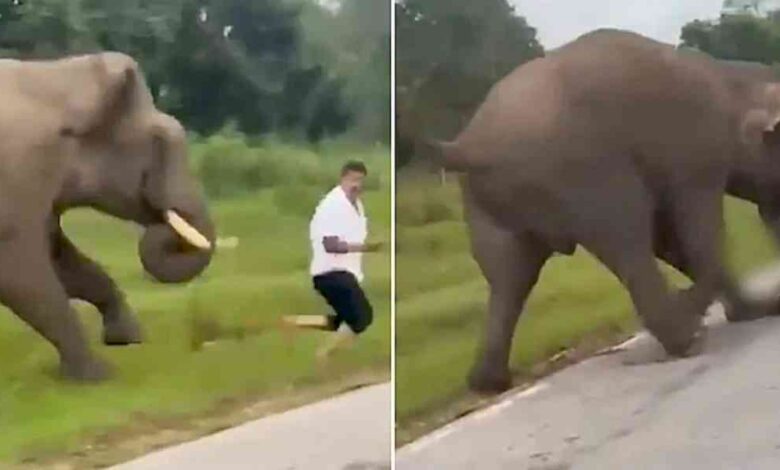 Tragedia en Safari turista sobrevive de milagro tras ser atacado por elefante en la India