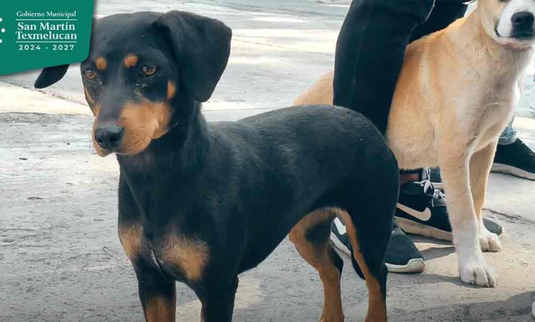 animales Gobierno de Texmelucan