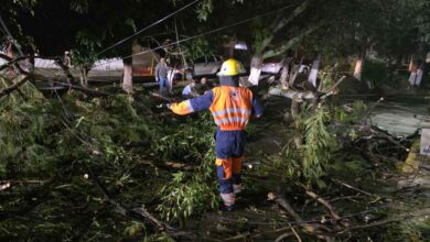 Atiende Gobierno de la Ciudad caída de árbol en Lomas del Mármol; descarta lesionados