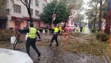 Atienden Protección Civil y Control de Tránsito Municipal caída de árbol en la Avenida Juárez, descarta personas lesionadas