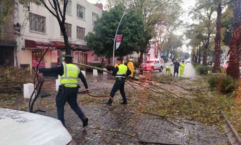 Atienden Protección Civil y Control de Tránsito Municipal caída de árbol en la Avenida Juárez, descarta personas lesionadas