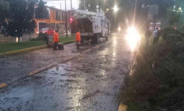 Despliegue inmediato_ Gobierno de Puebla activa protocolo de seguridad por lluvias y atiende caída de seis árboles