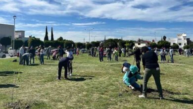 Más de 590 árboles plantados_ Gobierno de la Ciudad impulsa reforestación y compromiso ambiental