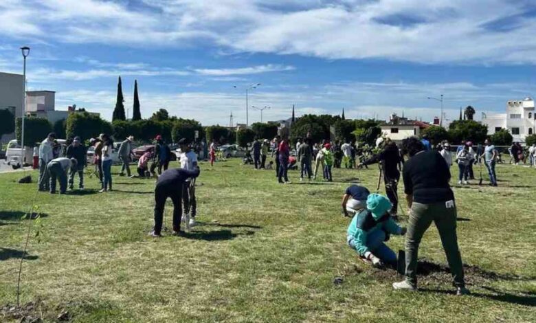 Más de 590 árboles plantados_ Gobierno de la Ciudad impulsa reforestación y compromiso ambiental