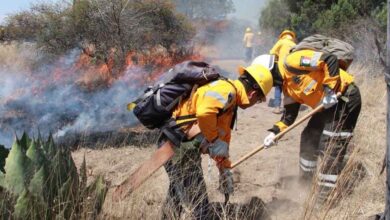 Policía Forestal