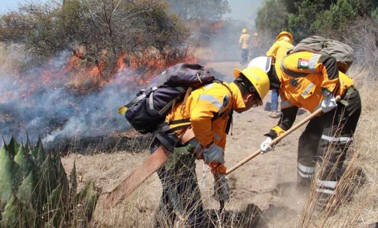 Policía Forestal