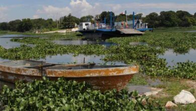 nnovación sustentable, Puebla transforma el lirio acuático de Valsequillo en fertilizante y adoquines