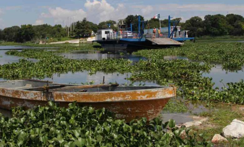 nnovación sustentable, Puebla transforma el lirio acuático de Valsequillo en fertilizante y adoquines