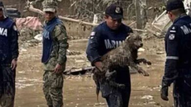 Abren refugio para animales de compañía en Huauchinango tras inundaciones