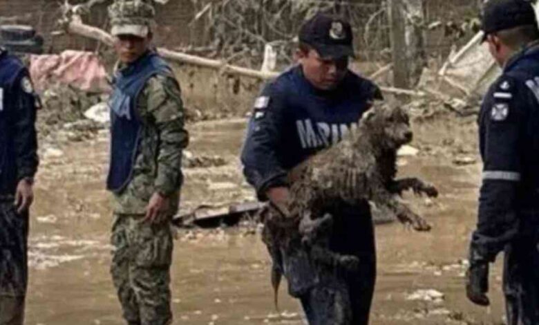 Abren refugio para animales de compañía en Huauchinango tras inundaciones