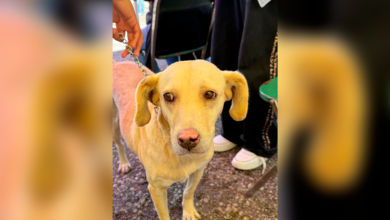 Fortalece Gobierno de la Ciudad el cuidado de las mascotas con Jornadas