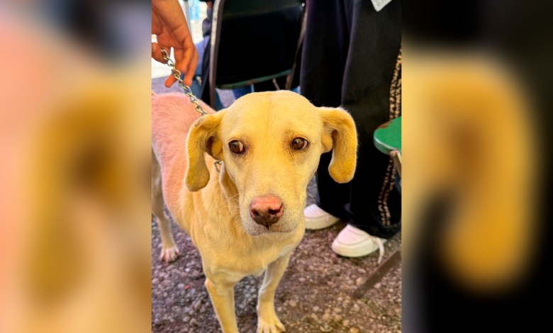 Fortalece Gobierno de la Ciudad el cuidado de las mascotas con Jornadas