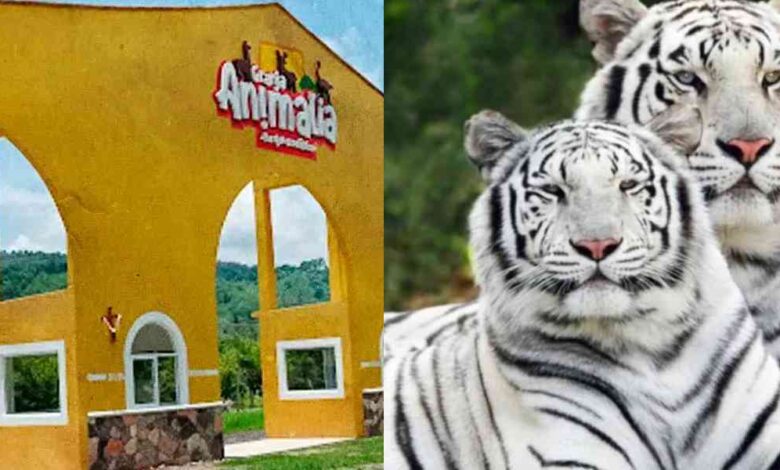 granja animalia