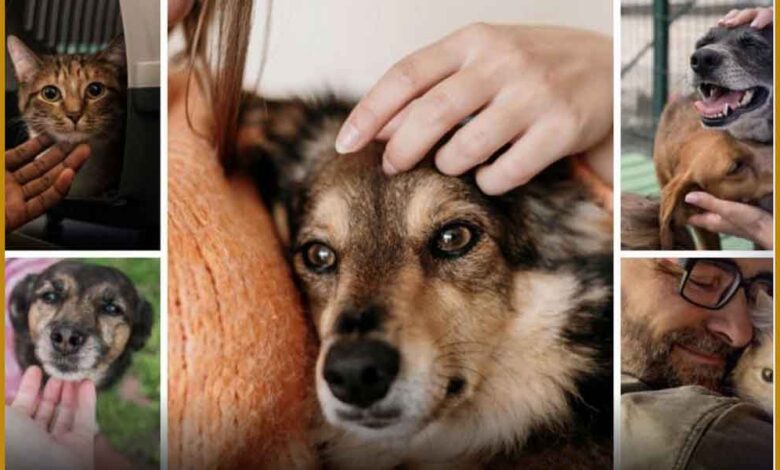 Bienestar Animal