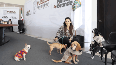 El Instituto de Bienestar Animal lanza campaña y pide no exponer mascotas al clima frío