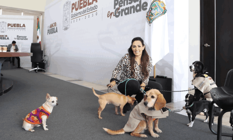 El Instituto de Bienestar Animal lanza campaña y pide no exponer mascotas al clima frío