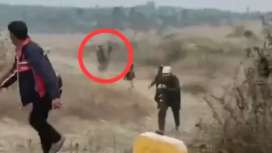 elefante india
