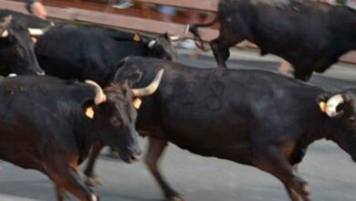 Gran Suelta de Toros