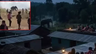 elefante ataque india (1)