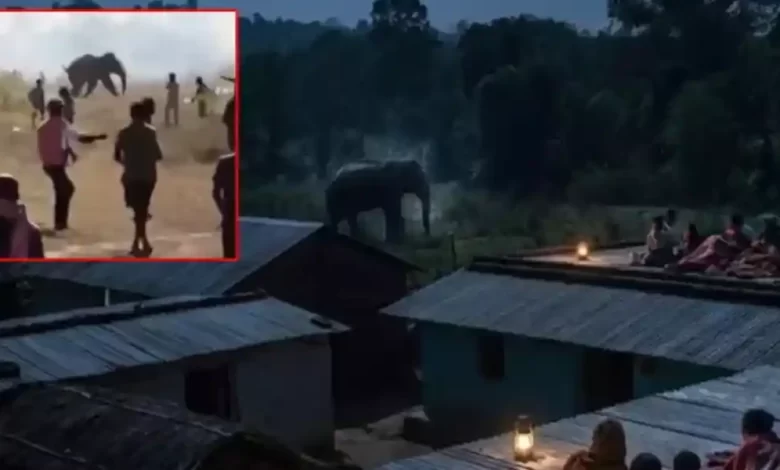 elefante ataque india (1)