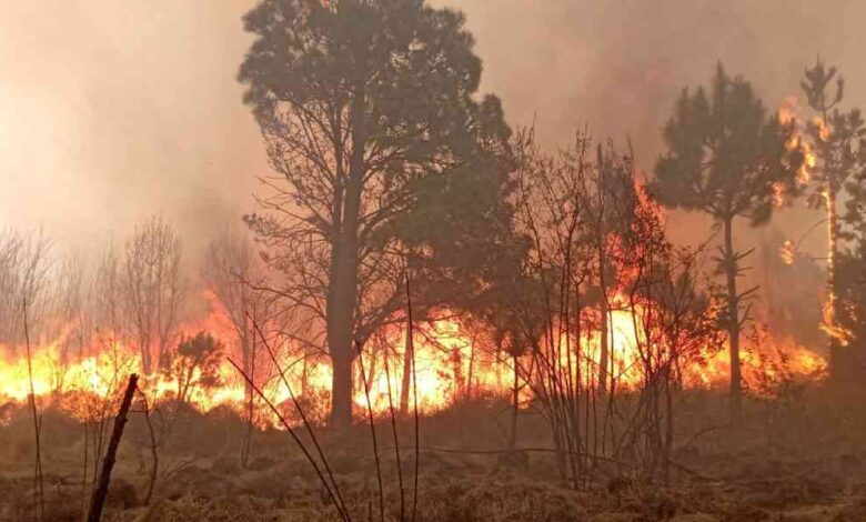 incendios forestales