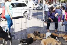 venta de animales Puebla