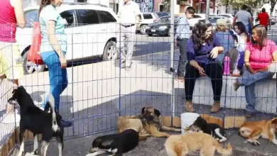 venta de animales Puebla