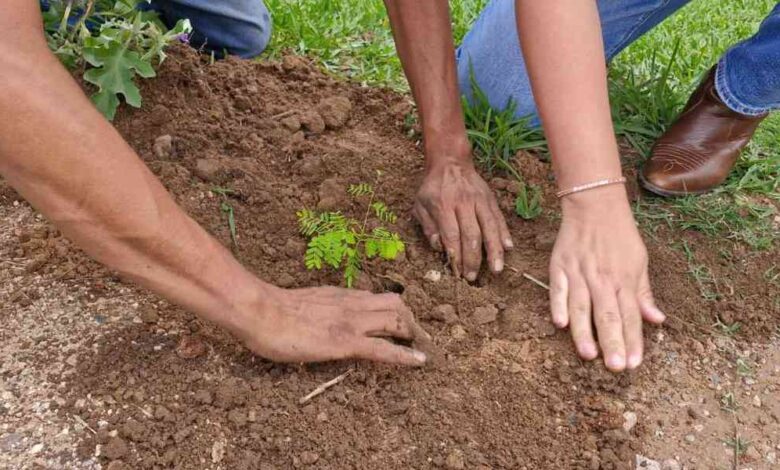 reforestación