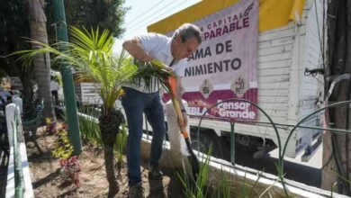 Pepe Chedraui reforestación